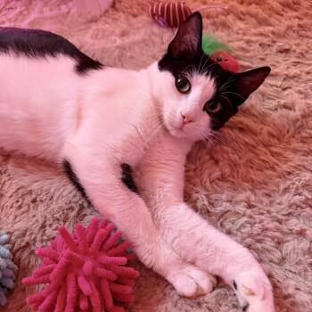 Shortcake -  Domestic Short Hair Cat for Adoption in Naugatuck, Connecticut - Shortcake | PetCurious