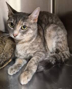 Maureen -  Domestic Short Hair Cat for Adoption in Christiansburg, Virginia - Maureen | PetCurious