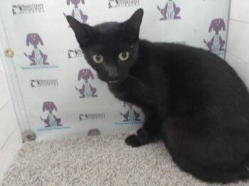 INK -  Domestic Short Hair Cat for Adoption in Orlando, Florida - INK | PetCurious