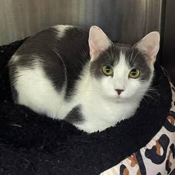 Sugar -  Domestic Short Hair Cat for Adoption in Winthrop, Maine - Sugar | PetCurious