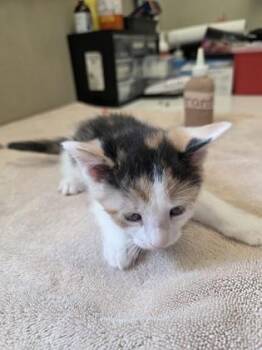 Sandy -  Domestic Short Hair Cat for Adoption in Fishers, Indiana - Sandy | PetCurious