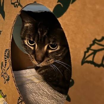 Rescue Domestic Short Hair Cats for Adoption in Baltimore, Maryland - Larkspur | PetCurious