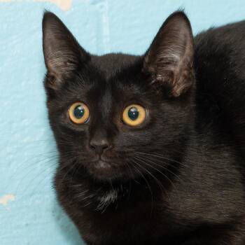 Cutie -  Domestic Medium Hair Cat Available for Adoption in Troy, Ohio - Cutie | PetCurious