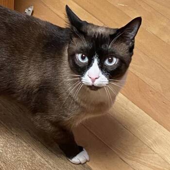 Lillie -  Domestic Short Hair and Snowshoe Cat for Adoption in Santa Fe, New Mexico - Lillie | PetCurious