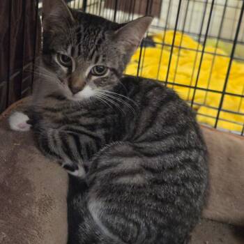 Hattie -  Domestic Short Hair and Tabby Cat for Adoption in Mastic, New York - Hattie | PetCurious