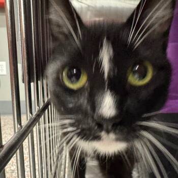 Amanda -  Domestic Short Hair Cat for Adoption in Salt Lake City, Utah - Amanda | PetCurious