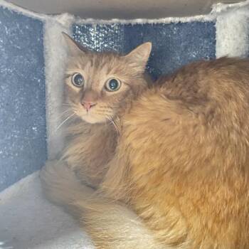 Gus -  Domestic Short Hair Cat for Adoption in Monroe, Louisiana - Gus | PetCurious