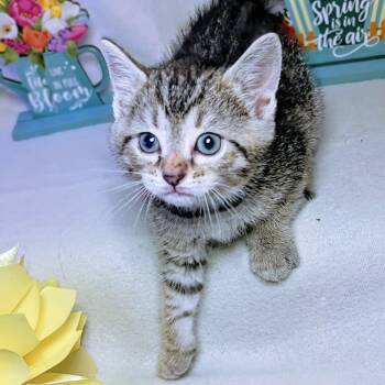 Rescue Domestic Short Hair Cats for Adoption in Springfield, Missouri - Fujita | PetCurious