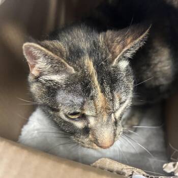 Ali -  Domestic Short Hair Cat for Adoption in Philadelphia, Pennsylvania - Ali | PetCurious