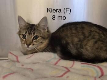 Domestic Medium Hair Cats Available for Adoption in Clarksville, Tennessee - Kiera | PetCurious