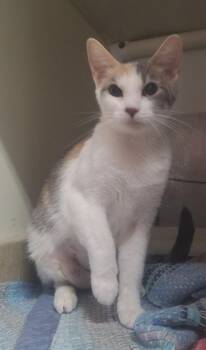 Razzle -  Domestic Short Hair Cat for Adoption in Chappell, Nebraska - Razzle | PetCurious