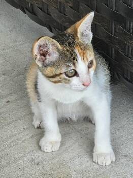 Calico and Torbie Cats Available for Adoption in San Antonio, Texas - Honey | PetCurious