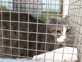 Domestic Short Hair Cats Available for Adoption - SKY | PetCurious