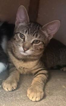 Tiger -  Domestic Short Hair Cat for Adoption in Schertz, Texas - Tiger | PetCurious