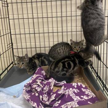 WAGS-Stray-22265_2_3 -  Domestic Short Hair Cat for Adoption in Westminster, California - WAGS-Stray-22265_2_3 | PetCurious