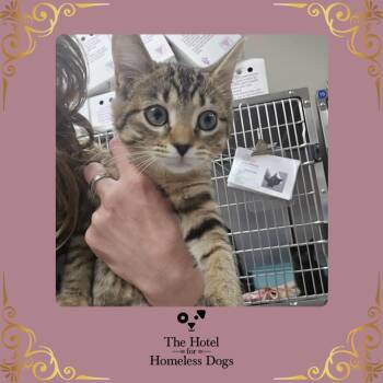 Nougat -  Domestic Short Hair Cat for Adoption in Cumberland, Rhode Island - Nougat | PetCurious