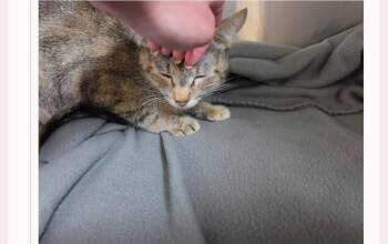 Oak -  Domestic Short Hair Cat for Adoption in Metamora, Illinois - Oak | PetCurious