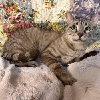 Snow -  Domestic Short Hair Cat for Adoption in Lewisville, Texas - Snow | PetCurious
