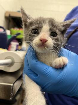 Domestic Short Hair Cats Available for Adoption in Chula Vista, California - GARY | PetCurious