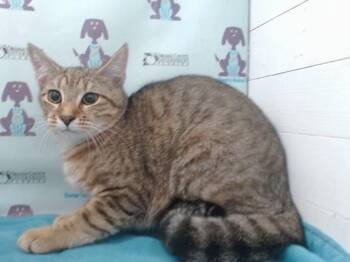 NOLA -  Domestic Short Hair Cat for Adoption in Orlando, Florida - NOLA | PetCurious