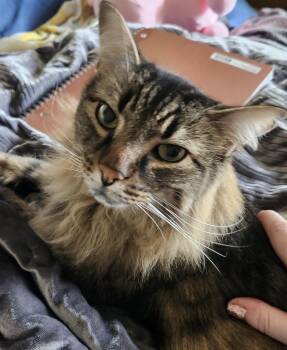 Houdini -  Domestic Medium Hair Cat for Adoption in Puyallup, Washington - Houdini | PetCurious