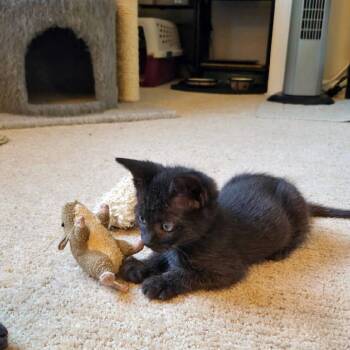 Rubi -  Domestic Short Hair Cat for Adoption in Fairfax, Virginia - Rubi | PetCurious