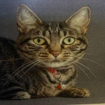 Holly -  Domestic Short Hair Cat for Adoption in Casa Grande, Arizona - Holly | PetCurious