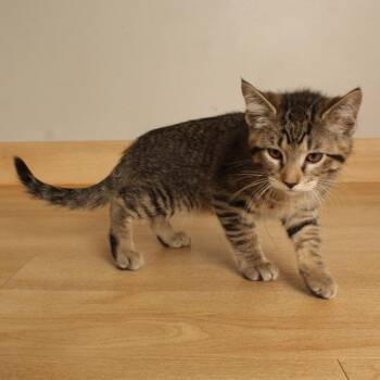 Football C70745 -  Domestic Short Hair Cat for Adoption in Minnetonka, Minnesota - Football C70745 | PetCurious