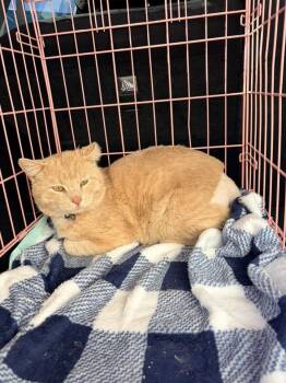 Domestic Short Hair Cats Available for Adoption - Aries  | PetCurious