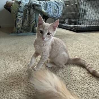 Domestic Short Hair Cats Available for Adoption in Springdale, Arkansas - Tanner | PetCurious