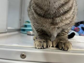 Domestic Short Hair Cats Available for Adoption in Raleigh, North Carolina - Stanford Pines | PetCurious