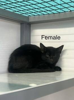 Trixie -  Domestic Short Hair Cat for Adoption in Holbrook, Arizona - Trixie | PetCurious