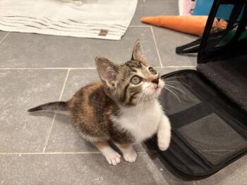 Rescue Domestic Short Hair Cats for Adoption in Fishers, Indiana - Ember | PetCurious