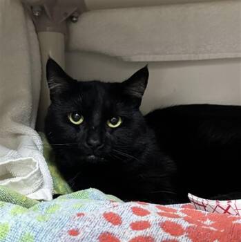 MR. BUSINESS -  Domestic Short Hair Cat for Adoption in Boston, Massachusetts - MR. BUSINESS | PetCurious