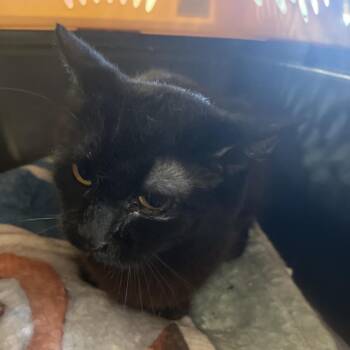 Domestic Medium Hair Cats Available for Adoption - Queenie | PetCurious