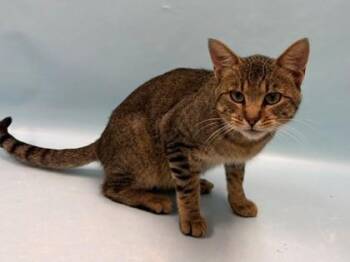 Meatloaf -  Domestic Short Hair Cat for Adoption in Minneapolis, Minnesota - Meatloaf | PetCurious