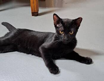 Jojo -  Domestic Short Hair Cat for Adoption in Mckinney, Texas - Jojo | PetCurious