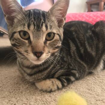 Rescue Domestic Short Hair Cats for Adoption in Los Angeles, California - Wayne | PetCurious