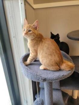 Wafer -  Domestic Short Hair Cat for Adoption in Fergus Falls, Minnesota - Wafer | PetCurious