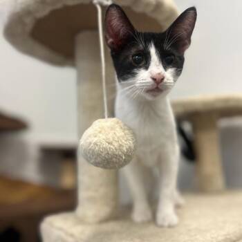 Domestic Short Hair Cats Available for Adoption in Houston, Texas - Checkers | PetCurious
