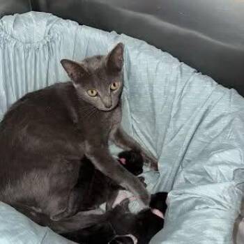 Mama Cass -  Domestic Short Hair Cat for Adoption in Lynchburg, Virginia - Mama Cass | PetCurious