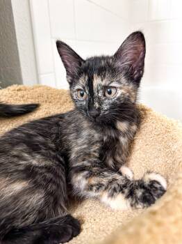 Moxie -  Domestic Short Hair Cat for Adoption in Denver, Colorado - Moxie | PetCurious