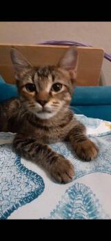 Starlight -  Tabby Cat for Adoption in San Antonio, Texas - Starlight | PetCurious