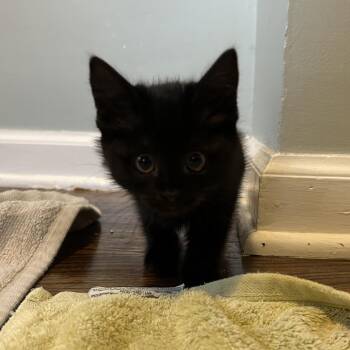 Lovers -  Domestic Short Hair Cat for Adoption in Lynchburg, Virginia - Lovers | PetCurious