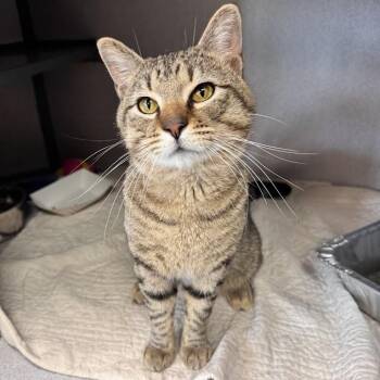 Dually -  Domestic Short Hair Cat for Adoption in Waterloo, Iowa - Dually | PetCurious