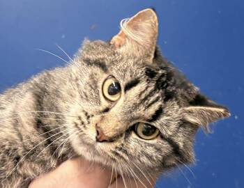 Gwen -  Domestic Long Hair Cat for Adoption in Columbus, Indiana - Gwen | PetCurious