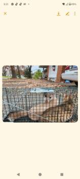 Shutt #19 -  Domestic Short Hair Cat for Adoption in Cromwell, Kentucky - Shutt #19 | PetCurious