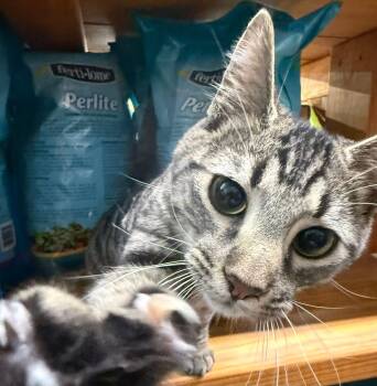 Tabby Cats Available for Adoption - Kenton Playful Friendly  | PetCurious