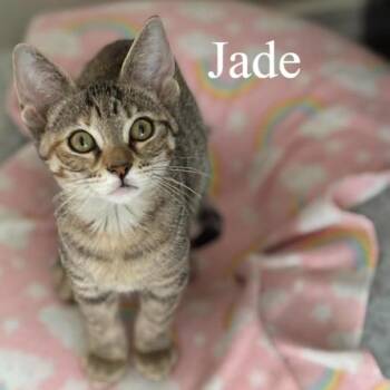 Domestic Short Hair Cats Available for Adoption in San Tan Valley, Arizona - Jade | PetCurious