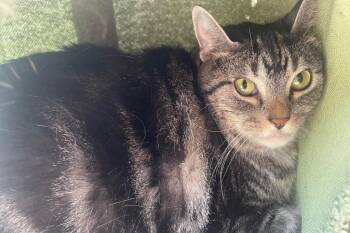 Domestic Short Hair Cats Available for Adoption in Fort Worth, Texas - Drizella | PetCurious